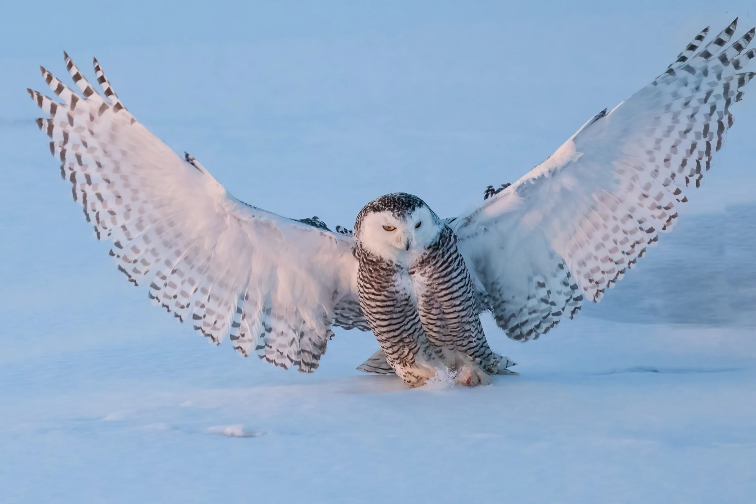 Snow owl with wings spread, you can see these stripppppezzzzz