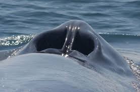 A humpback whale nostril is basically a nose