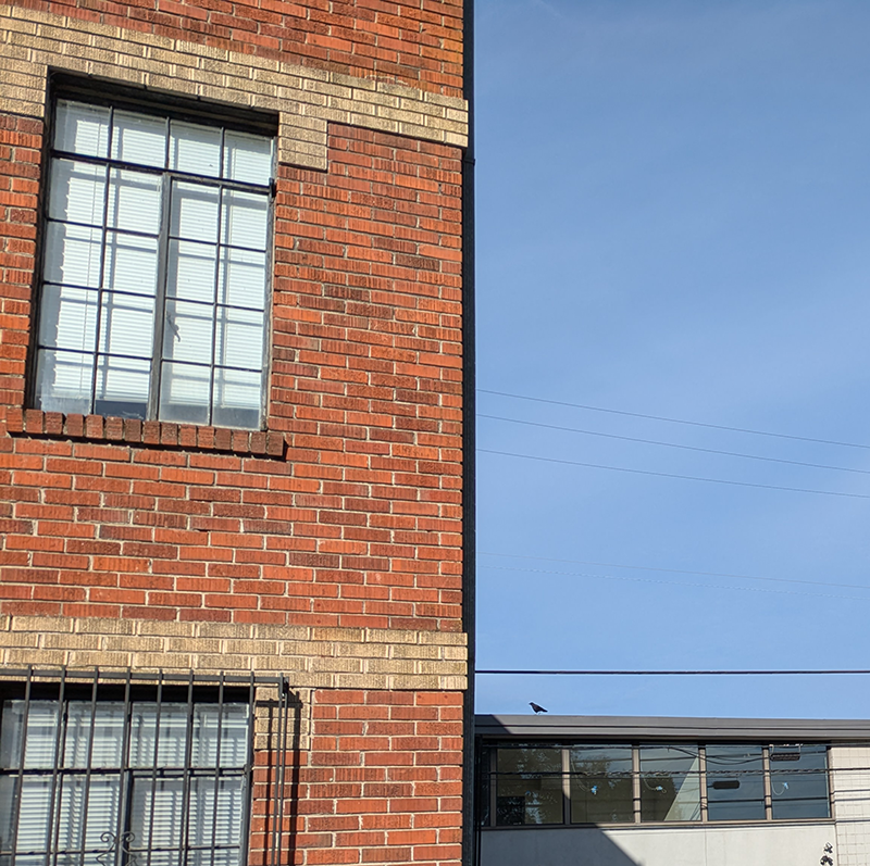photo of a crow just walking along a roof